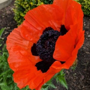 Meet your Posher, Ann